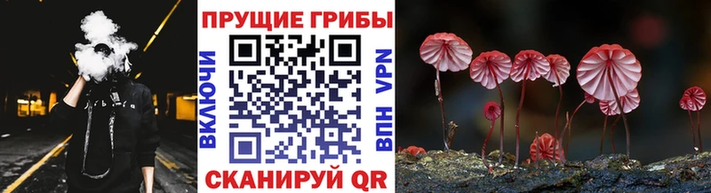 цена   Озёрск  Галлюциногенные грибы GOLDEN TEACHER 